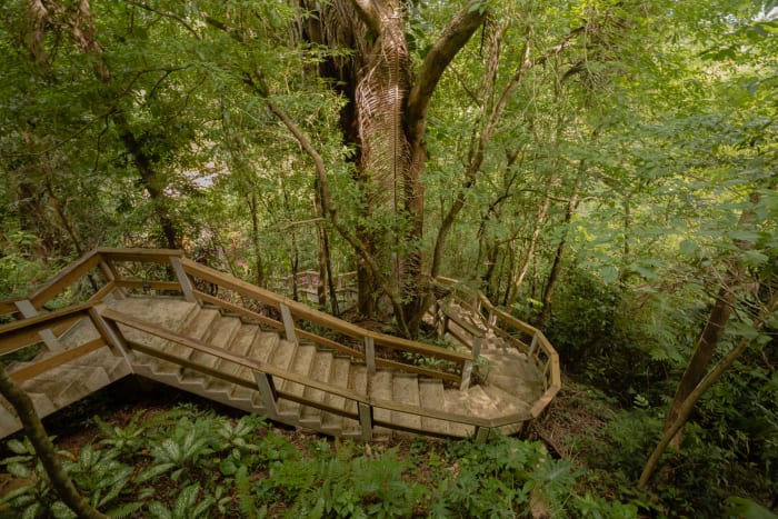 In the Rainforest Belize Sleeping Giant